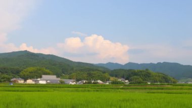 Japonya, yaz ortası kırsal kesimde, civarda büyük miktarda yeşil pirinç bitkisi yetişiyor..