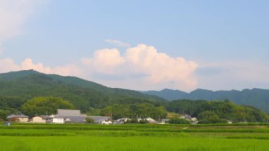 Japonya, yaz ortası kırsal kesimde, civarda büyük miktarda yeşil pirinç bitkisi yetişiyor..