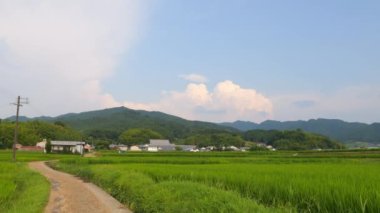 Japonya, yaz ortası kırsal kesimde, civarda büyük miktarda yeşil pirinç bitkisi yetişiyor..