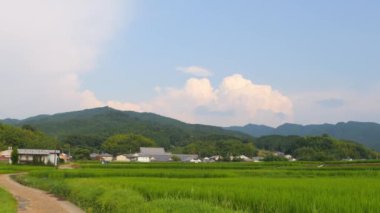 Japonya, yaz ortası kırsal kesimde, civarda büyük miktarda yeşil pirinç bitkisi yetişiyor..