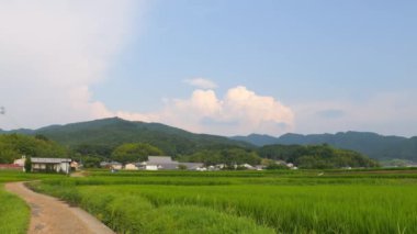 Japonya, yaz ortası kırsal kesimde, civarda büyük miktarda yeşil pirinç bitkisi yetişiyor..