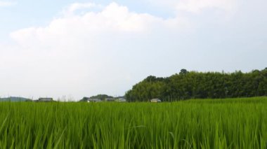 Japonya, yaz ortası kırsal kesimde, civarda büyük miktarda yeşil pirinç bitkisi yetişiyor..