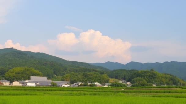 Япония Сельская Местность Середине Лета Большим Количеством Зеленых Растений Выращивающих — стоковое видео