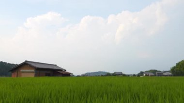 Japonya, yaz ortası kırsal kesimde, civarda büyük miktarda yeşil pirinç bitkisi yetişiyor..