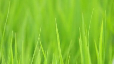 Japonya 'da yaz ortası pirinç tarlaları, rüzgarda sallanan güzel yeşil pirinç bitkileri..