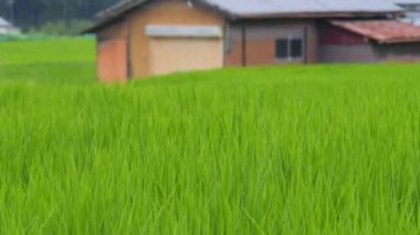 Japonya, yaz ortası kırsal kesimde, civarda büyük miktarda yeşil pirinç bitkisi yetişiyor..