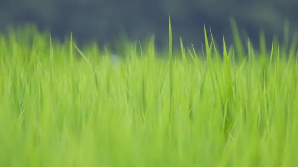 Paddies Arroz Rural Verão Japão Belas Plantas Arroz Verde Crescendo — Vídeo de Stock