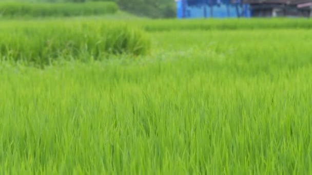Szentivánéji Vidéki Rizsföldek Japánban Gyönyörű Zöld Rizs Növények Lengenek Szélben — Stock videók