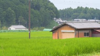 Japonya, yaz ortası kırsal kesimde, civarda büyük miktarda yeşil pirinç bitkisi yetişiyor..