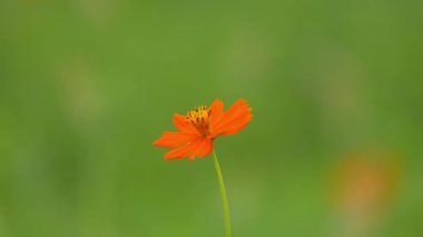 Sarı çiçekli tek bir kozmos çiçeği tarlada açıyor ve rüzgarda sallanıyor..