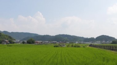 Japonya, yaz ortası kırsal kesimde, civarda büyük miktarda yeşil pirinç bitkisi yetişiyor..