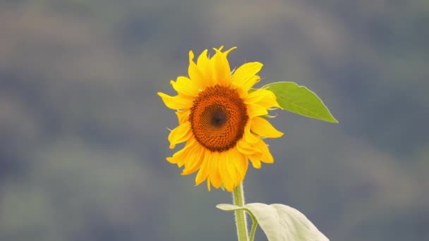 Bauerndorf Der Abenddämmerung Gelbe Sonnenblumen Wiegen Sich Wind — Stockvideo