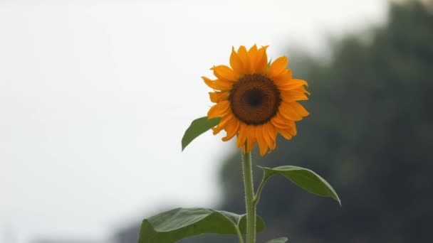 Farming Village Dusk Yellow Sunflowers Swaying Wind — Stock Video