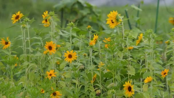 Αγροτικό Χωριό Σούρουπο Κίτρινα Ηλιοτρόπια Που Λικνίζονται Στον Άνεμο — Αρχείο Βίντεο