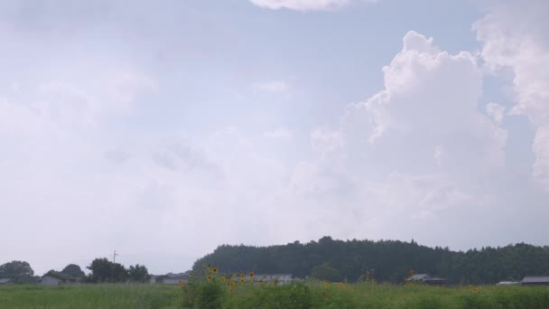 Japón Campo Rural Mediados Verano Con Grandes Cantidades Plantas Arroz — Vídeos de Stock