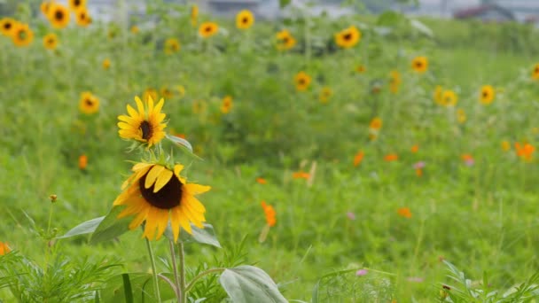Bauerndorf Der Abenddämmerung Gelbe Sonnenblumen Wiegen Sich Wind — Stockvideo