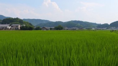 Japonya, yaz ortası kırsal kesimde, civarda büyük miktarda yeşil pirinç bitkisi yetişiyor..