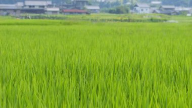 Japonya 'da yaz ortası pirinç tarlaları, rüzgarda sallanan güzel yeşil pirinç bitkileri..
