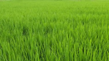 Japonya 'da yaz ortası pirinç tarlaları, rüzgarda sallanan güzel yeşil pirinç bitkileri..