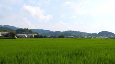 Japonya, yaz ortası kırsal kesimde, civarda büyük miktarda yeşil pirinç bitkisi yetişiyor..