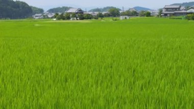 Japonya 'da yaz ortası pirinç tarlaları, rüzgarda sallanan güzel yeşil pirinç bitkileri..