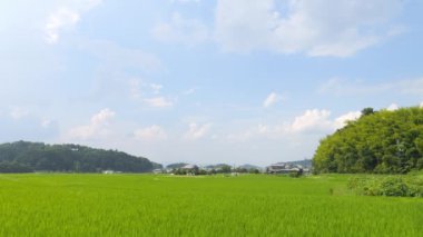 Japonya, yaz ortası kırsal kesimde, civarda büyük miktarda yeşil pirinç bitkisi yetişiyor..