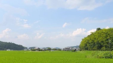 Japonya, yaz ortası kırsal kesimde, civarda büyük miktarda yeşil pirinç bitkisi yetişiyor..