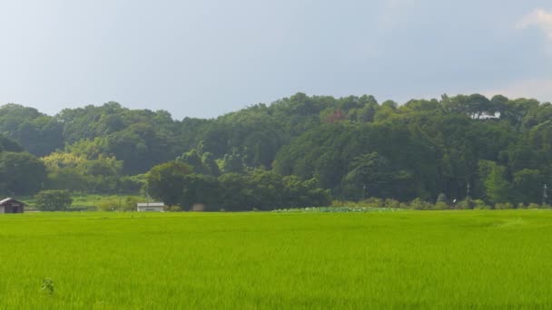 日本は 夏の半ばに農村部で 近くに緑の栽培の米工場がたくさんあります — ストック動画