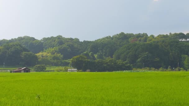 Japonya Yaz Ortası Kırsal Kesimde Civarda Büyük Miktarda Yeşil Pirinç — Stok video