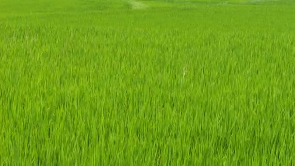 Szentivánéji Vidéki Rizsföldek Japánban Gyönyörű Zöld Rizs Növények Lengenek Szélben — Stock videók