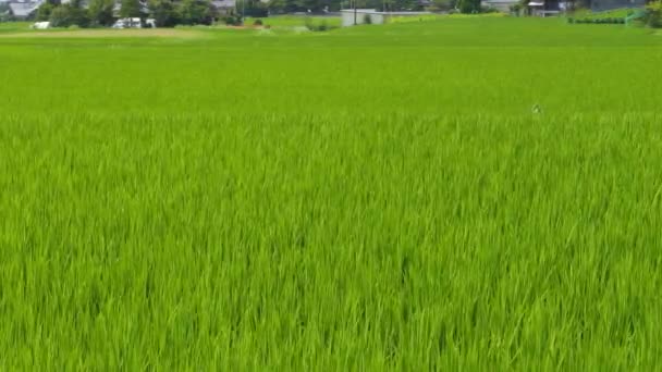 Midsommar Landsbygd Ris Kuddar Japan Vackra Gröna Växande Ris Växter — Stockvideo
