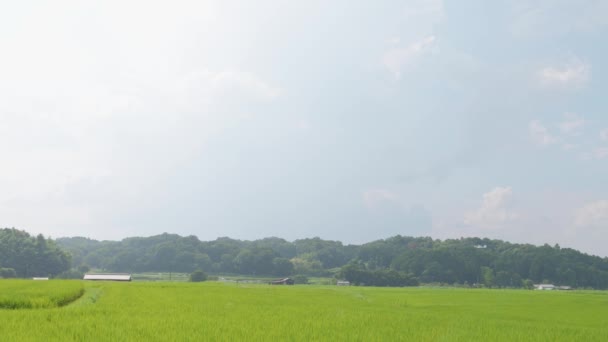 Giappone Campagna Rurale Metà Estate Con Grandi Quantità Piante Riso — Video Stock