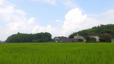 Japonya, yaz ortası kırsal kesimde, civarda büyük miktarda yeşil pirinç bitkisi yetişiyor..