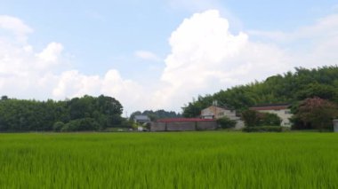 Japonya, yaz ortası kırsal kesimde, civarda büyük miktarda yeşil pirinç bitkisi yetişiyor..
