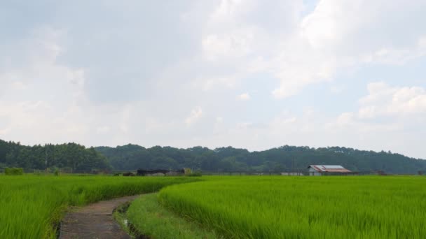 Japan Ländliche Landschaft Hochsommer Mit Großen Mengen Grünen Reispflanzen Der — Stockvideo