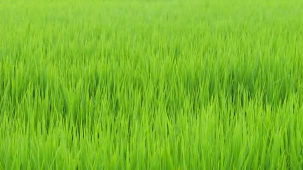 Paddies Arroz Rural Verão Japão Belas Plantas Arroz Verde Crescendo — Vídeo de Stock