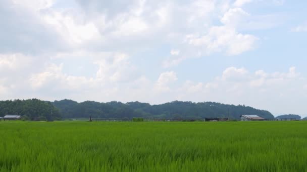 Japão Campo Rural Meados Verão Com Grandes Quantidades Plantas Arroz — Vídeo de Stock