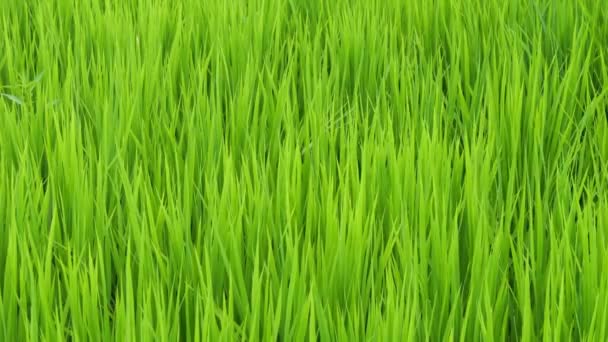 Μεσοκαλόκαιρα Αγροτικά Ορυζώνες Στην Ιαπωνία Όμορφο Πράσινο Καλλιέργεια Φυτά Ρυζιού — Αρχείο Βίντεο