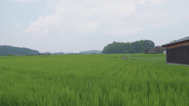 Japonia Wieś Wiejska Środku Lata Dużą Ilością Zielonych Roślin Ryżu — Wideo stockowe