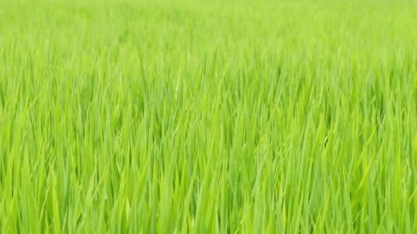 Μεσοκαλόκαιρα Αγροτικά Ορυζώνες Στην Ιαπωνία Όμορφο Πράσινο Καλλιέργεια Φυτά Ρυζιού — Αρχείο Βίντεο