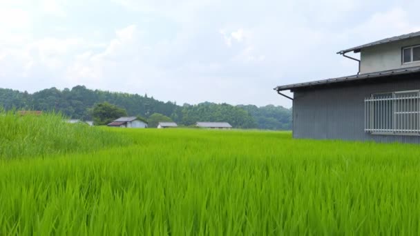 Japonya Yaz Ortası Kırsal Kesimde Civarda Büyük Miktarda Yeşil Pirinç — Stok video