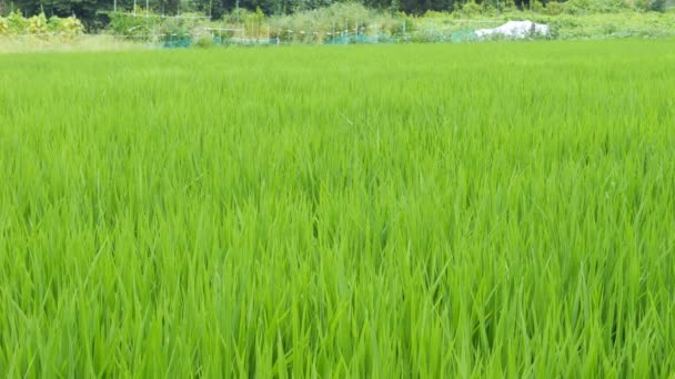 Mittsommerliche Reisfelder Japan Schöne Grüne Reispflanzen Die Sich Wind Wiegen — Stockvideo