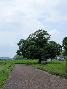 Midsummer in a farming village, a straight stretch of road and a big tree
