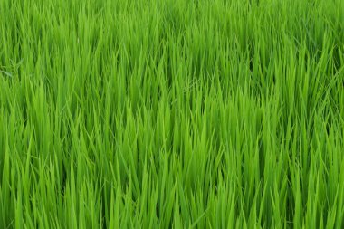 Japonya 'da yaz ortası pirinç tarlaları, rüzgarda sallanan güzel yeşil pirinç bitkileri..