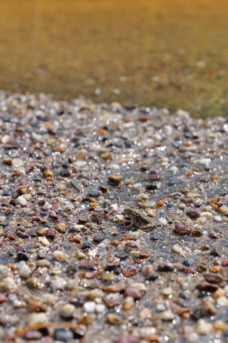 Yaz aylarında pirinç tarlalarının yanında yaşayan küçük toprak renkli kurbağalar.