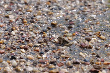 Yaz aylarında pirinç tarlalarının yanında yaşayan küçük toprak renkli kurbağalar.
