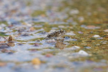 Yaz aylarında pirinç tarlalarının yanında yaşayan küçük toprak renkli kurbağalar.