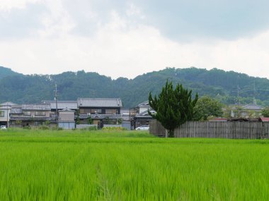 Japonya, yaz ortası kırsal kesimde, civarda büyük miktarda yeşil pirinç bitkisi yetişiyor..