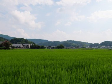Japonya, yaz ortası kırsal kesimde, civarda büyük miktarda yeşil pirinç bitkisi yetişiyor..