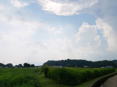 Japonya 'da yaz ortası pirinç tarlaları, rüzgarda sallanan güzel yeşil pirinç bitkileri..